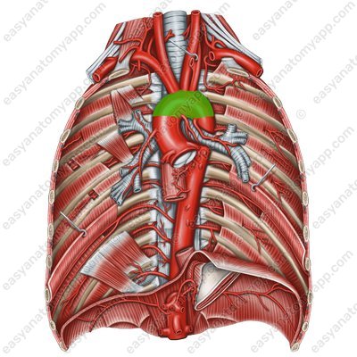 Дуга аорты (arcus aortae)
